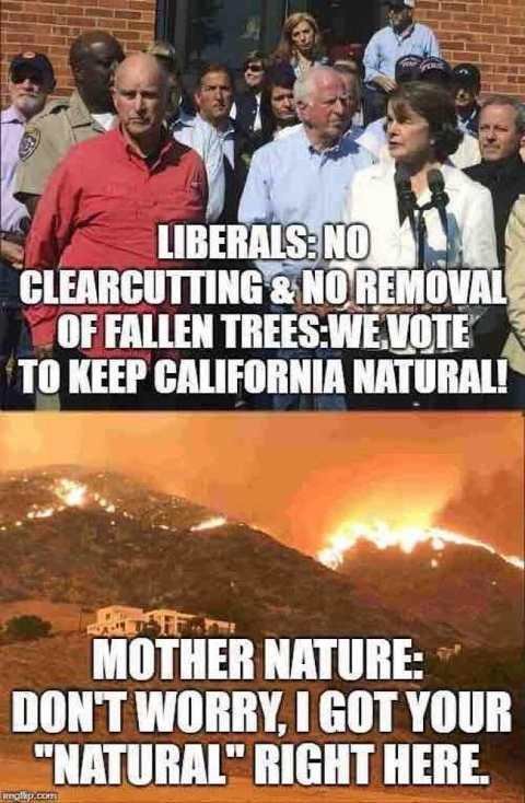 liberals-no-clearcutting-removal-of-tree