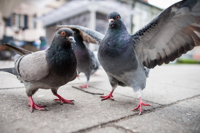Image result for pigeons
