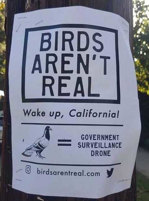 birds-arent-real-government-surveillance