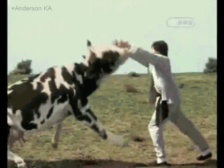 Cow-Kungfu-Fight-Funny-Gif.gif