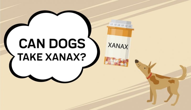 Can I Give My Dogs Xanax? — | Innovet Pet