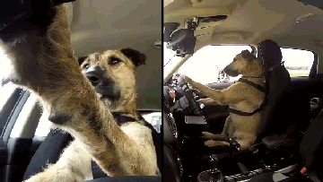 porter-the-driving-dog.gif