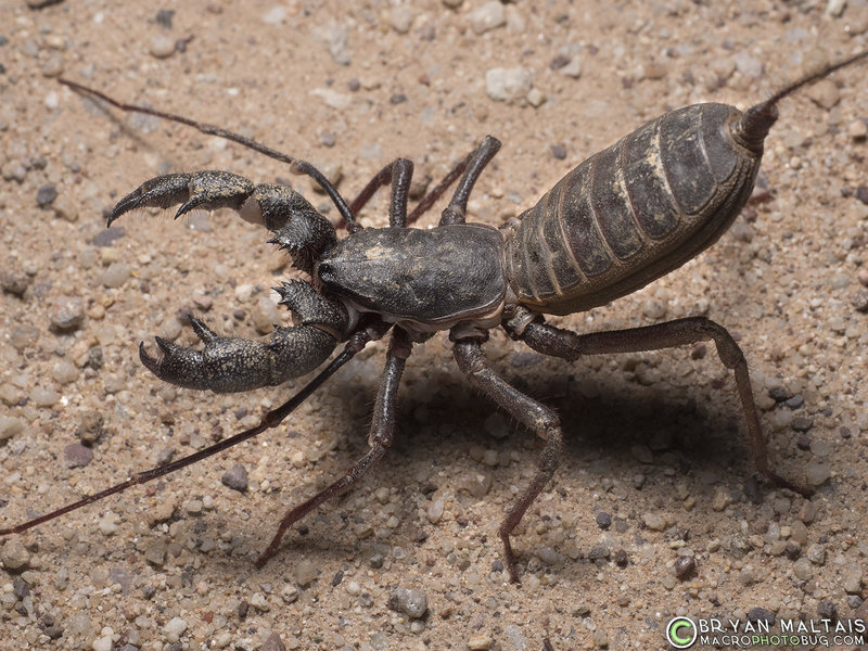 The Vinegaroon, Giant Whip Scorpion from Arizona