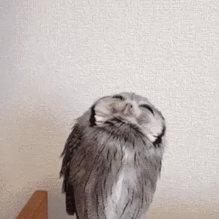 01-funny-gif-145-owl-vs-feather.gif.d7d9030db42080a586035444af5ebce8.gif